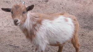 miniature horses for sale in nm