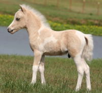 MINIATURE HORSES FOR SALE IN NM