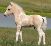 MINIATURE HORSES FOR SALE IN NM