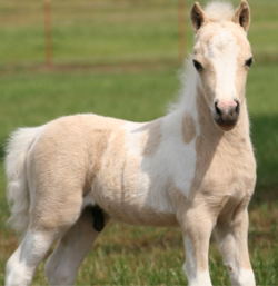 miniatures horses for sale