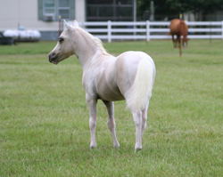 MINIATURE HORSES FOR SALE IN NM