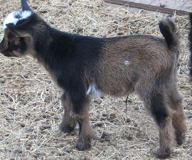 nigerian goats for sale
