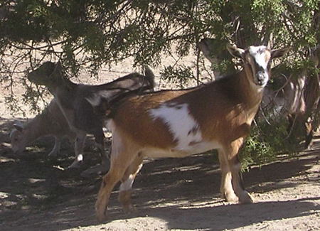 nigerian goats for sale in nm