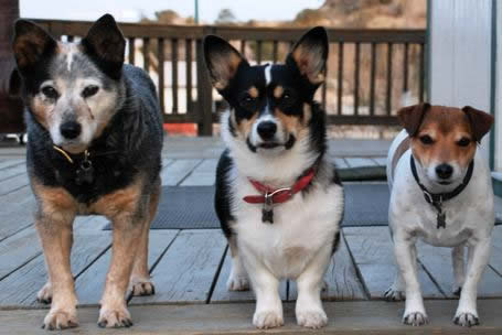 Entlebucher Swiss Mountain Dog puppies for sale in NM