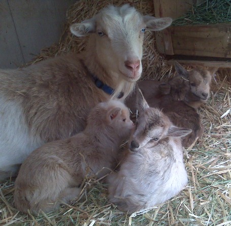 nigerian goats for sale in nm