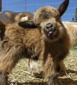 nigerian goats for sale