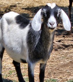 mini nubian goats for sale in colorado