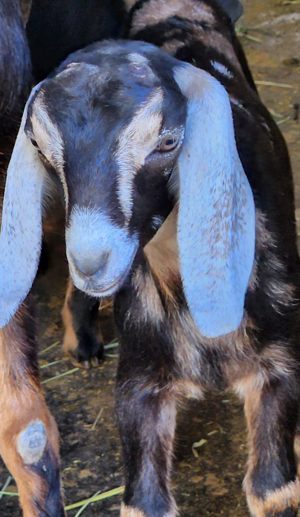 mini nubian goats for sale in colorado
