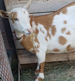 Mini Nubian goats for sale in Colorado