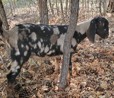 Mini Nubian goats for sale in NM