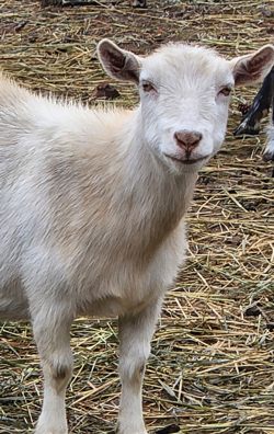 Registered Nigerian Dwarf goats for sale in Colorado