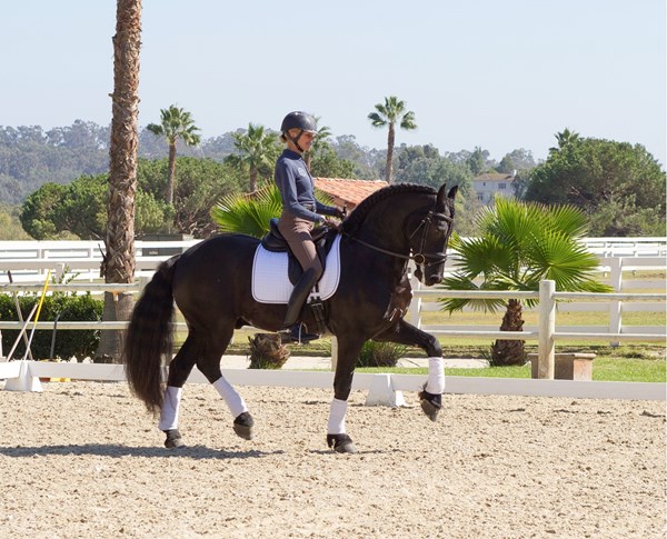 1 OPENER 161013_ct_dressage2day_193