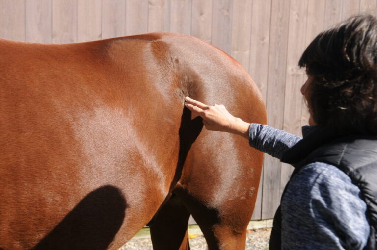 CrookedHorse