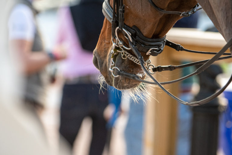 double bridle by amy k