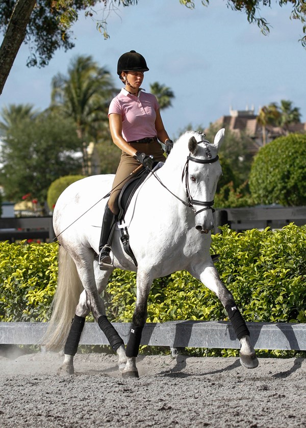 dressage basics 6