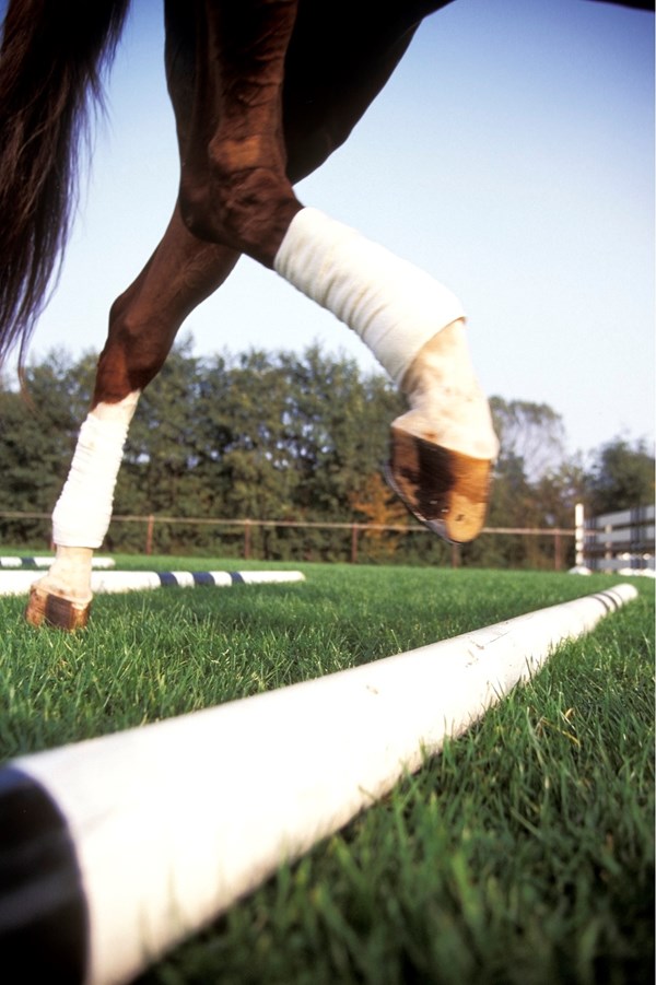 dressage trot poles