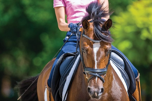 DT-01-john-zopatti-dressage-fingers
