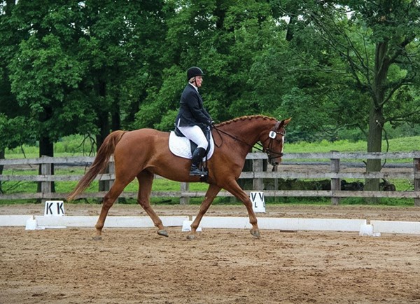 DT-dressage-free-hip-joints