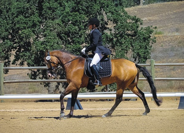 DT-susanne-von-dietze-dressage