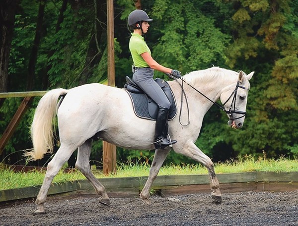 DTMP-111200-CLINIC-02-cg-dressagetrot