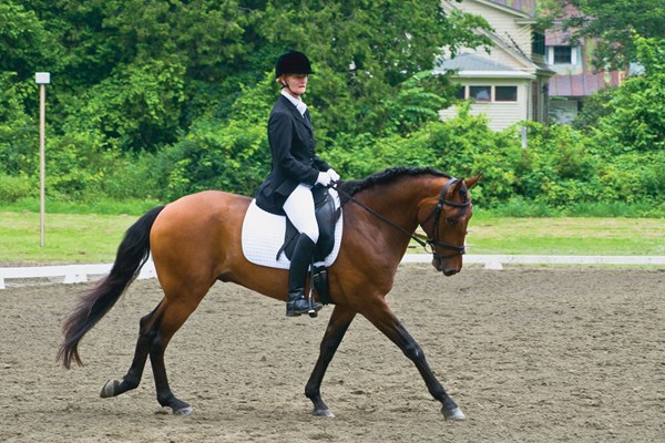 DTMP-111200-TRANSI-01-cg-lusitanodressage