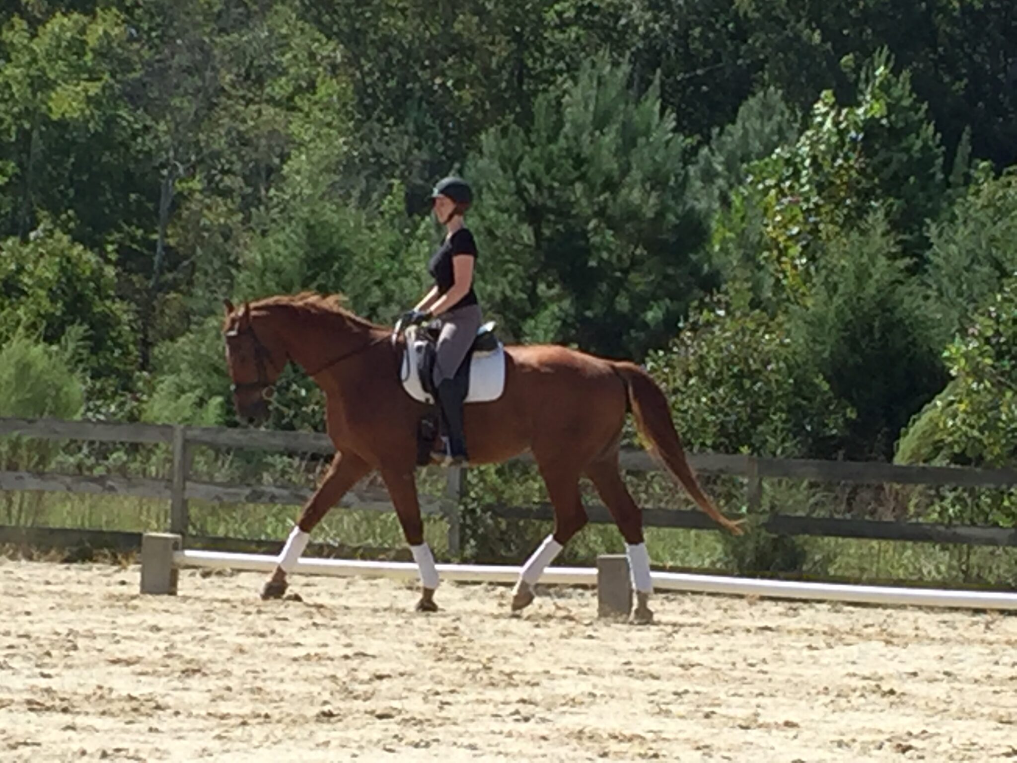 Erica Longenbach holsteiner biomechanics training level dressage
