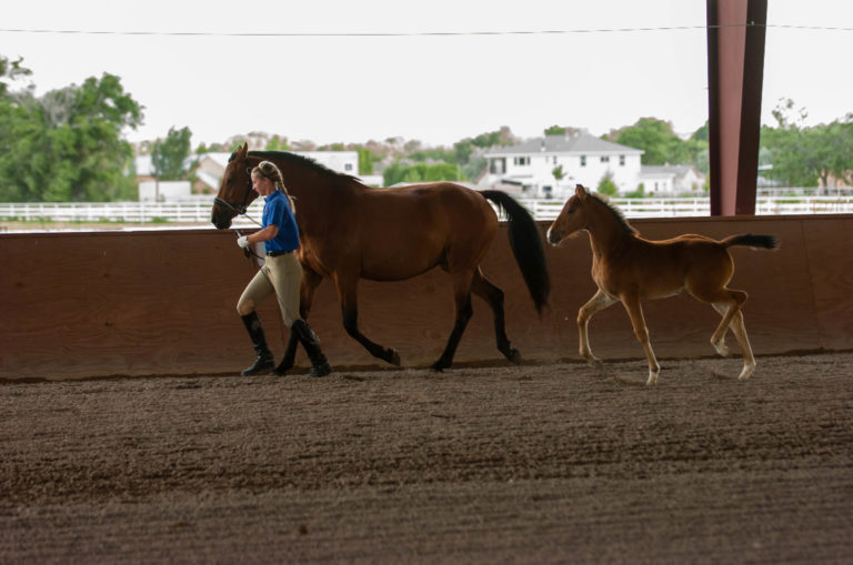 evaluating foals