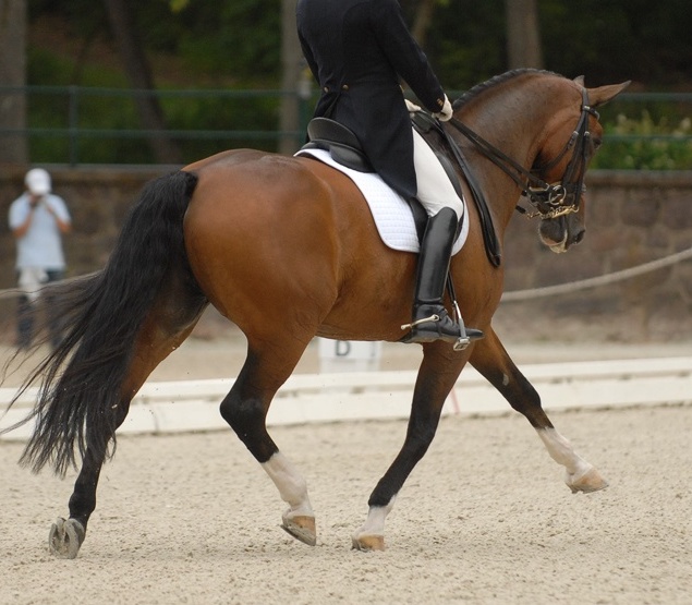 extended trot