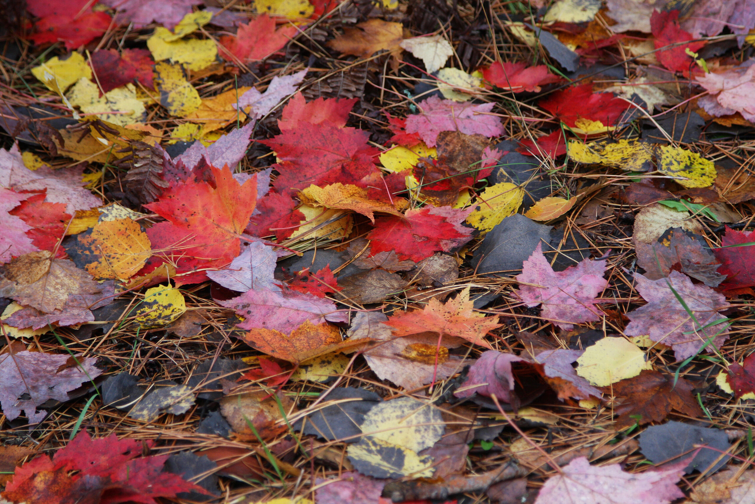 FallLeaves_4-scaled