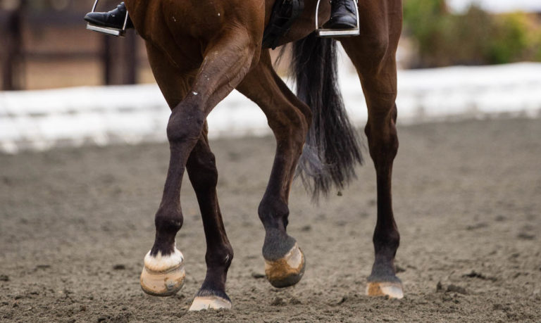 hind legs 2