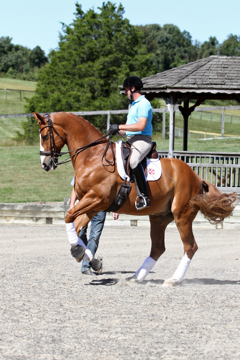 morten thomsen chris hickey canter pirouette 8