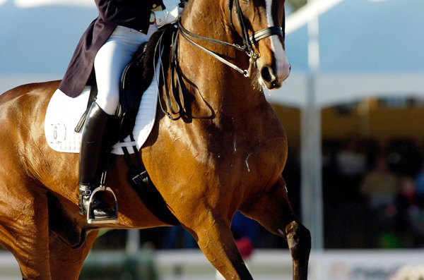Page, Arlene (USA)Wild One (Hannoverian)Dressage Masters