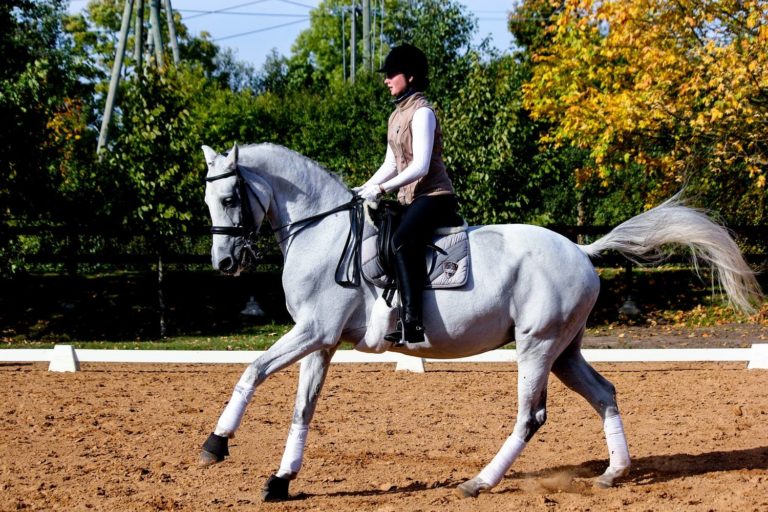 sabine anne irbe belgian warmblood