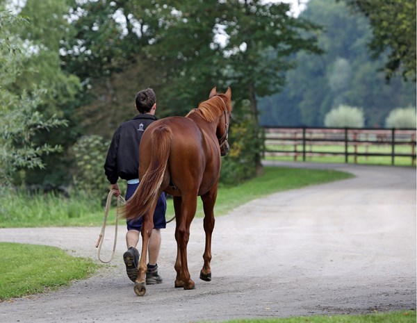 young dressage horse 1