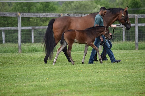 young horse