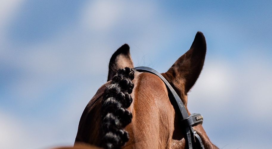 DressagePR-copy